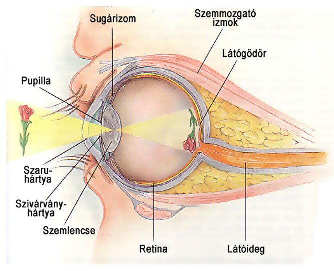 Fénykép a látási szervekről