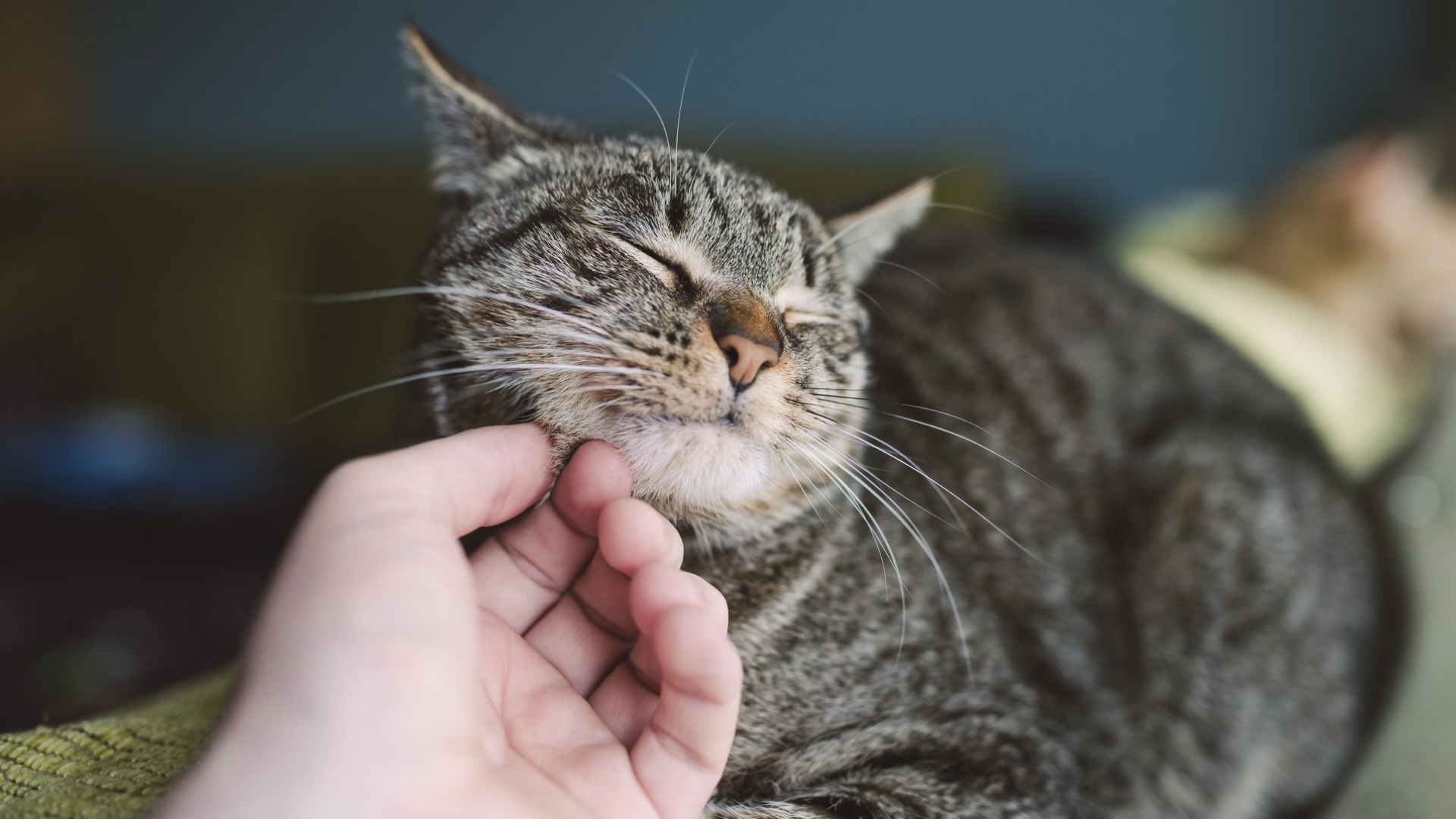 How do cats purr?  Science can answer that
